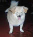 My Thupsi-kun a Pomeranian Spitz (2009-2010)
